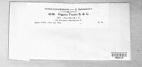 Piggotia fraxini image